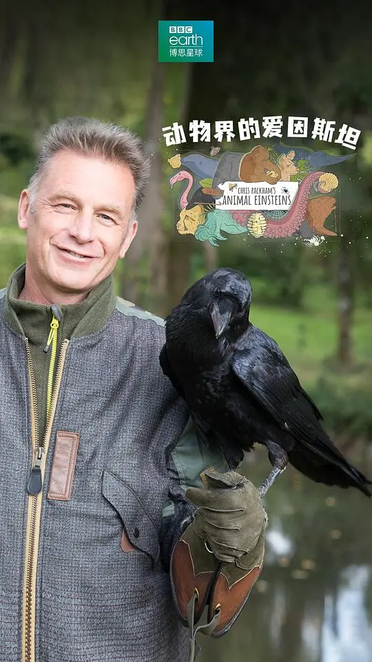 动物界的爱因斯坦第一季：智慧动物的奇妙探秘